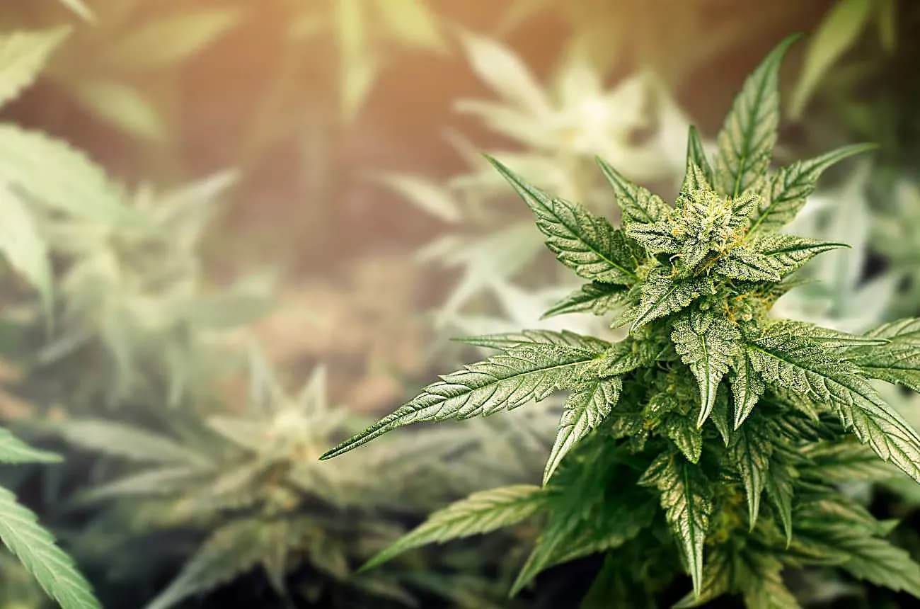Cannabis plant close-up with trichomes
