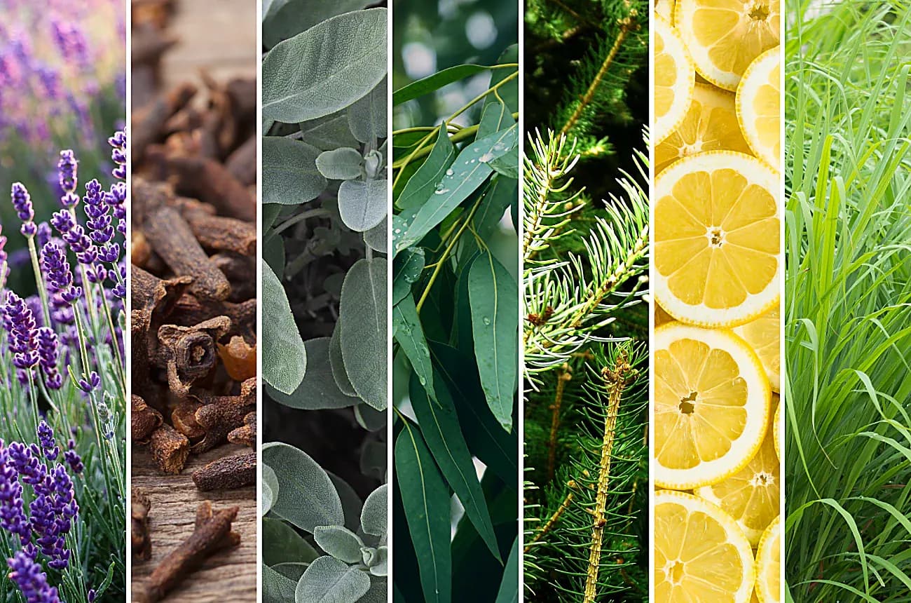 Terpene sources - lavender, cinnamon, eucalyptus, pine, lemon, lemongrass